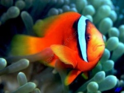 Amphiprion frenatus