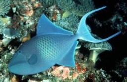 Odonus niger