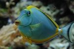 Naso elegans
