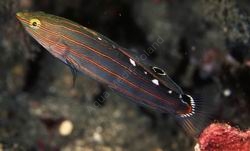 amblygobius rainfordi